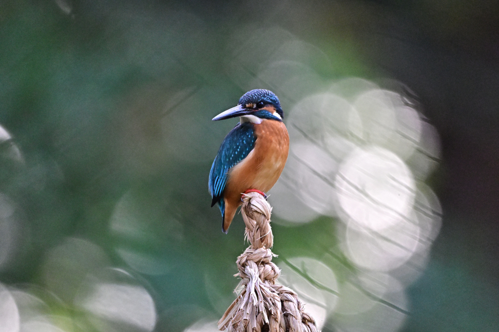 2025-2026翡翠散策_58