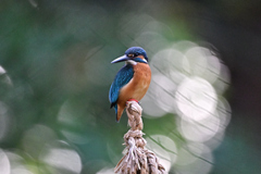 2025-2026翡翠散策_58