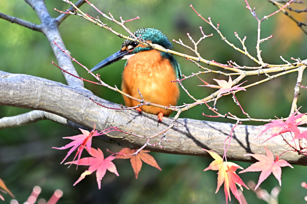 2025-2026翡翠散策_44