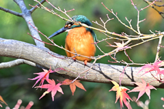 2025-2026翡翠散策_44