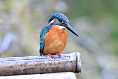 2025-2026翡翠散策_51