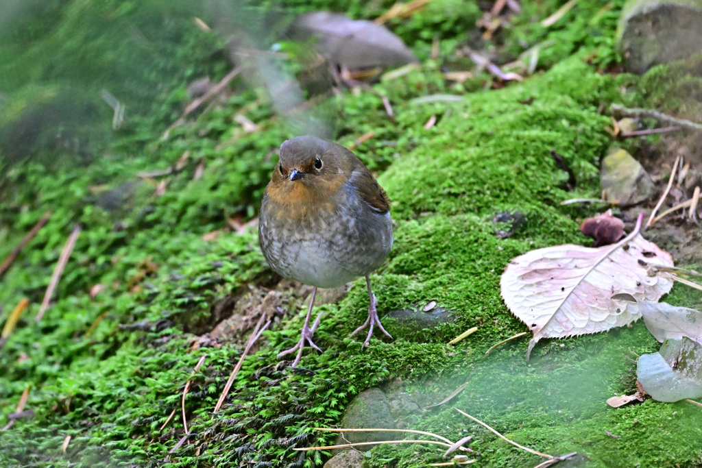 駒鳥、そうコマドリさん_03