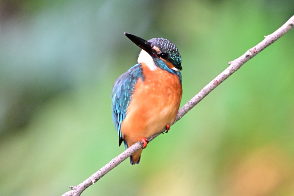 2025-2026翡翠散策_50