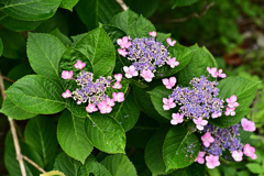 紫陽花いろいろ（８）