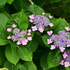 紫陽花いろいろ（８）