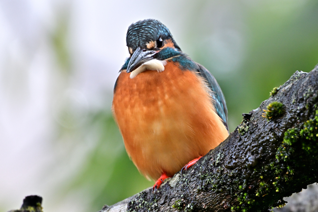 2025-2026翡翠散策_74