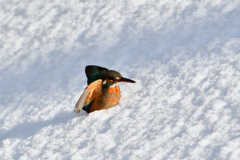 カワセミの雪浴び（３）