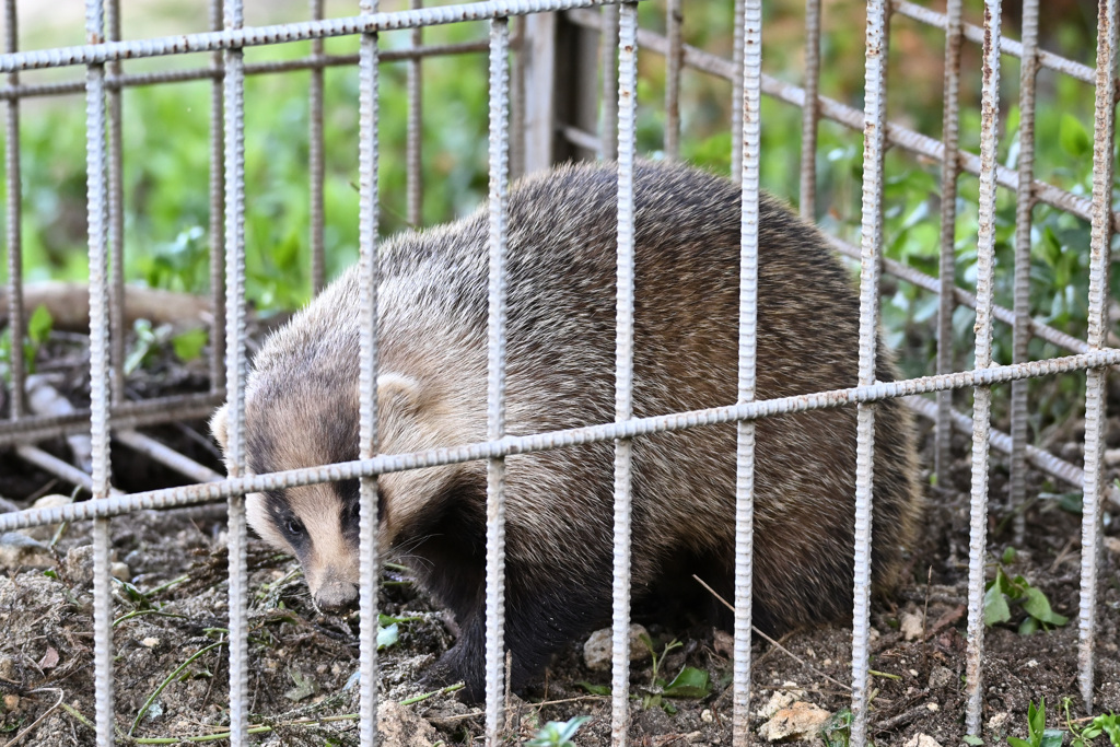 タヌ吉、逮捕！？_01