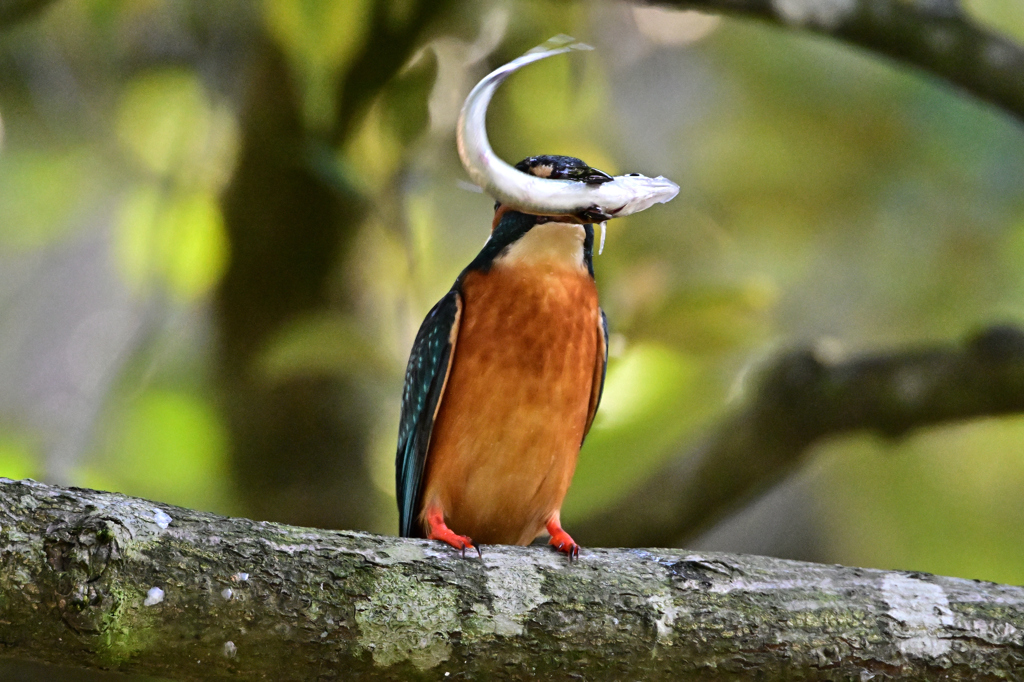 捕ったぞ～！_01