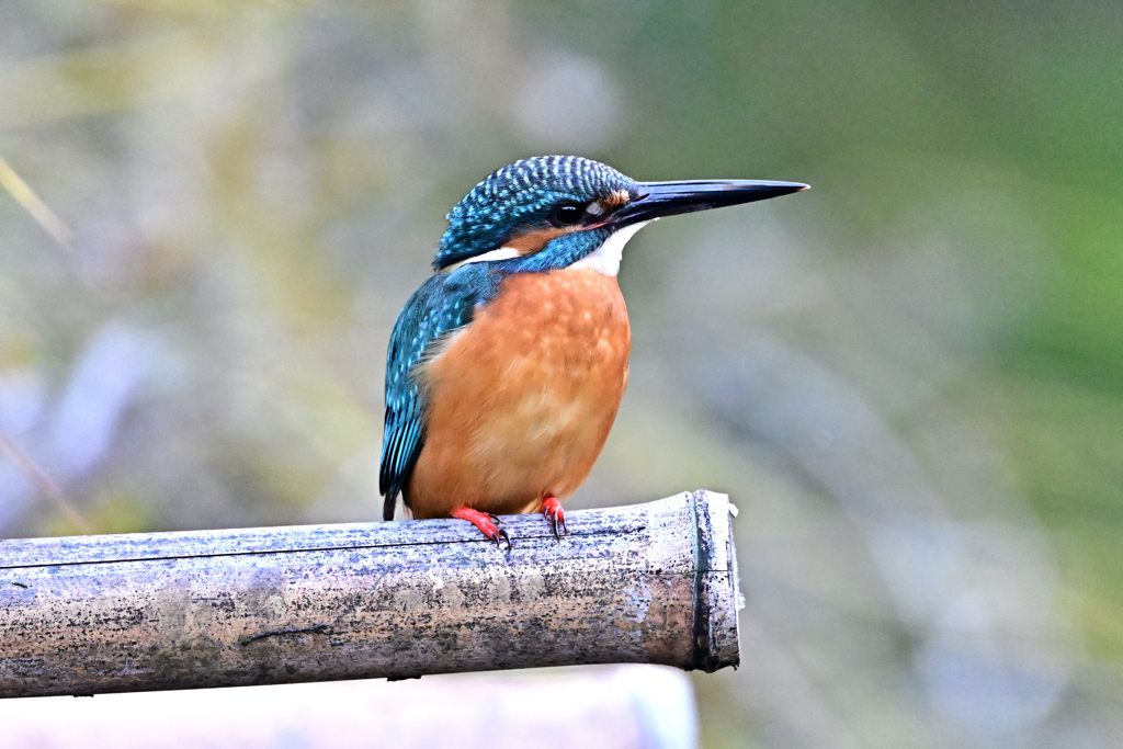 2025-2026翡翠散策_52