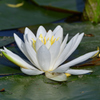 蓮の花の季節になりました（１）