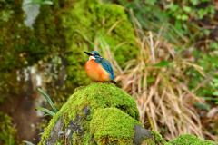 岩苔の上で、何してんだろう・・・このカワセミは？