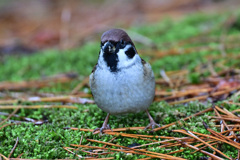 通りすがりの野鳥さん_01