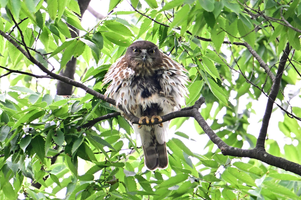 2023今年もやって来たズクさん_02