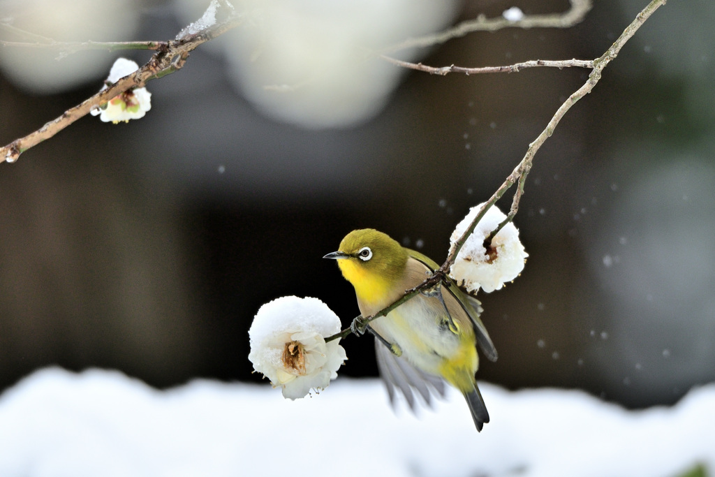 雪帽子の白梅と梅ジロー（１）