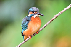 2025-2026翡翠散策_47