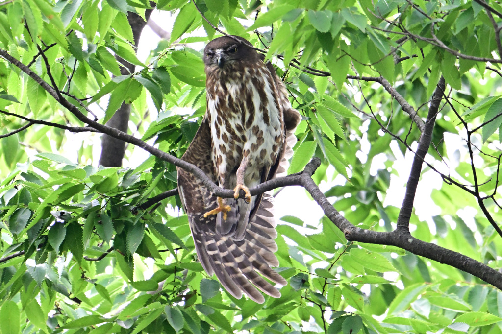 2023今年もやって来たズクさん_03