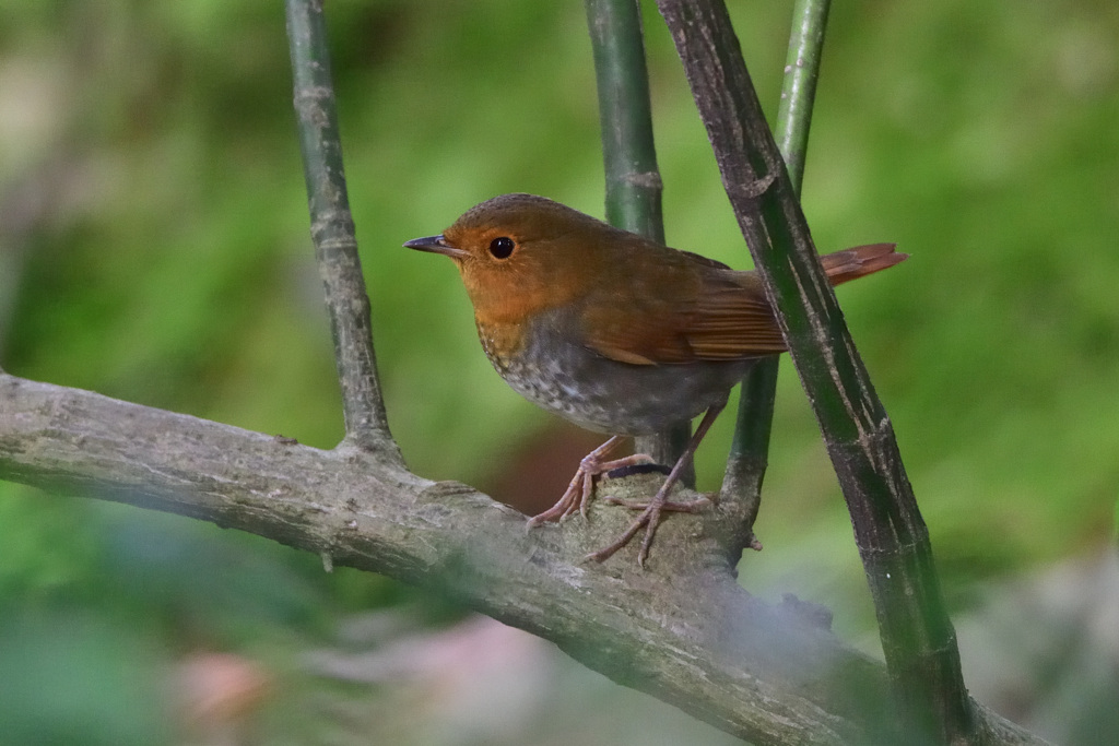 次は、コマドリ散策へ_02