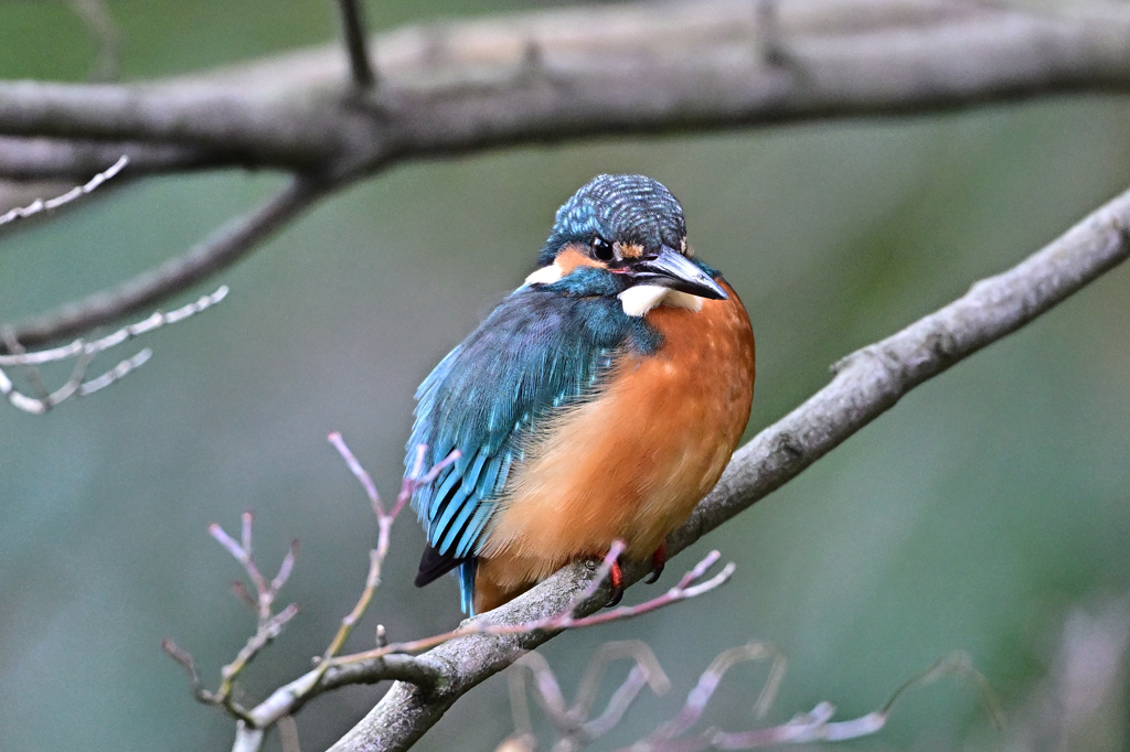 2025-2026翡翠散策_62