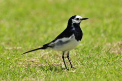 小松空港近くで会える野鳥達（５）