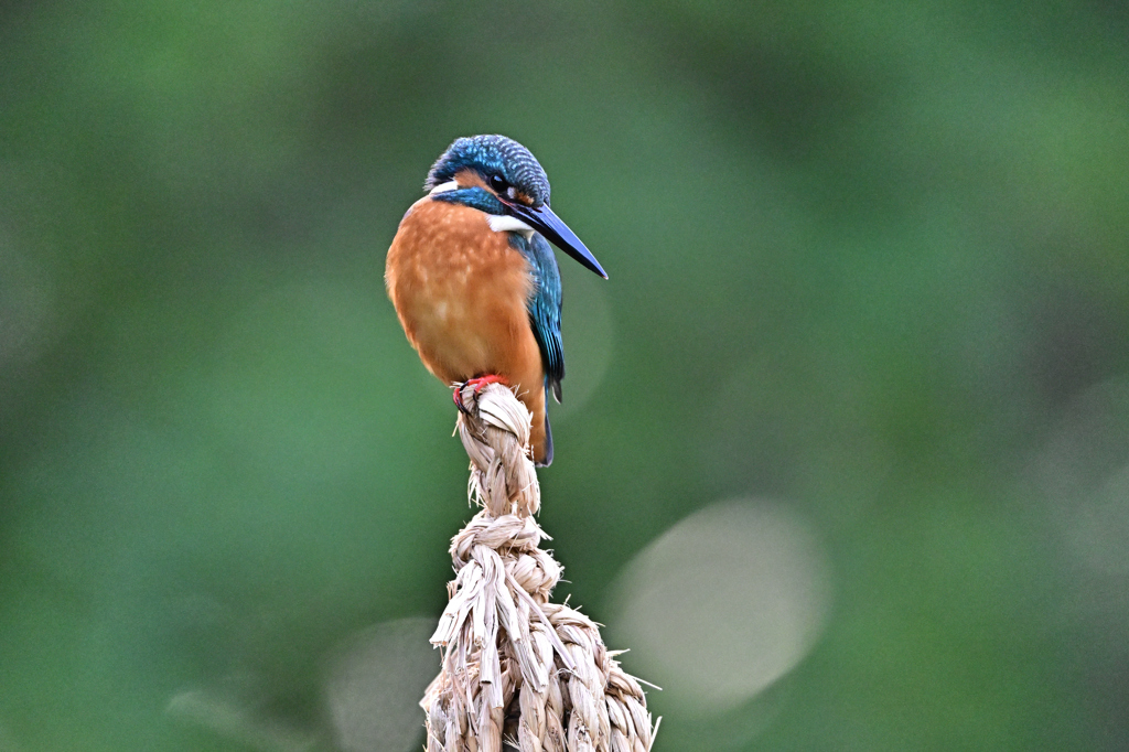 2025-2026翡翠散策_65