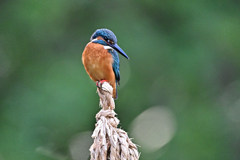 2025-2026翡翠散策_65