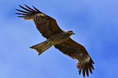 何気に鳶_02