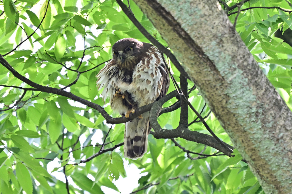 2024_今年のズクさん_03