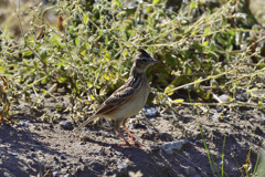 野鳥