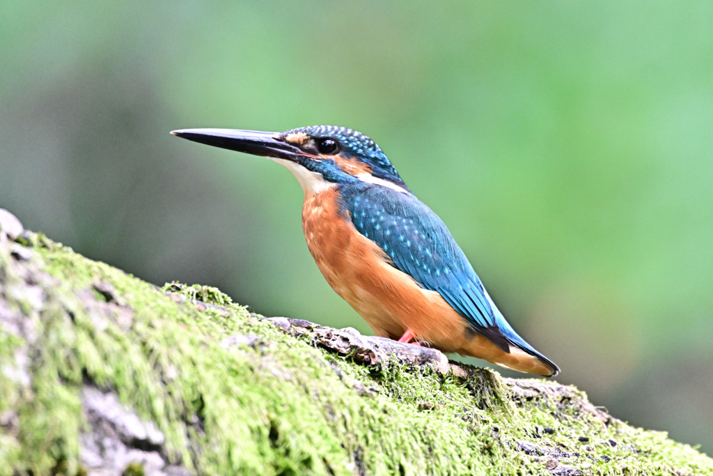 2025-2026翡翠散策_27