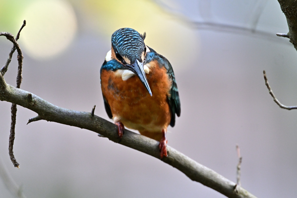 2025-2026翡翠散策_113