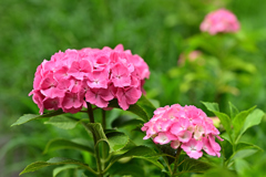 紫陽花いろいろ（９）