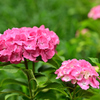 紫陽花いろいろ（９）