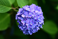 紫陽花いろいろ（４）