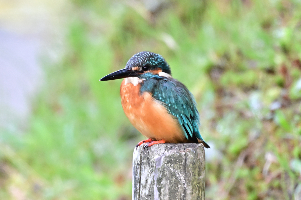 2025-2026翡翠散策_22