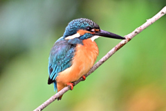 2025-2026翡翠散策_48