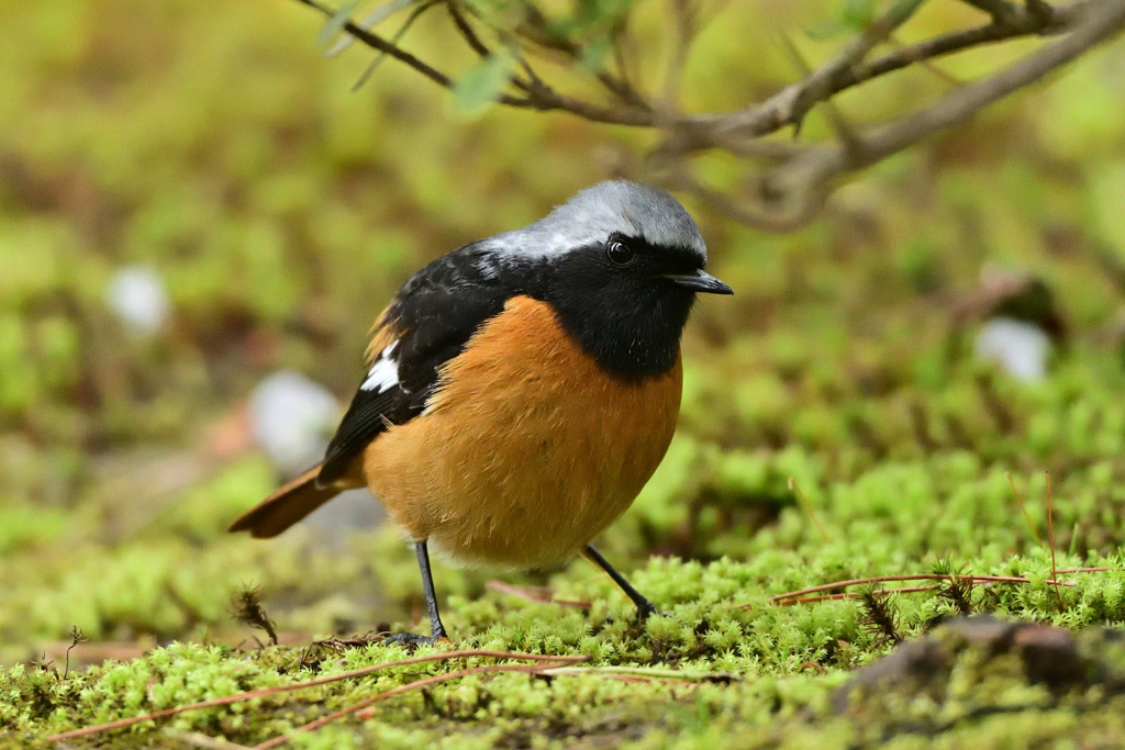 くりくりっとした目で、闊歩するジョウビ男！