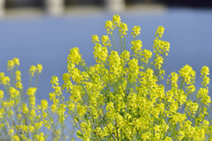 ゴーヨンで菜の花