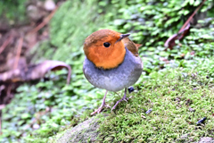 2025-2026野鳥散策_コマドリ_10 2025-2026野鳥散策_コマドリ_10