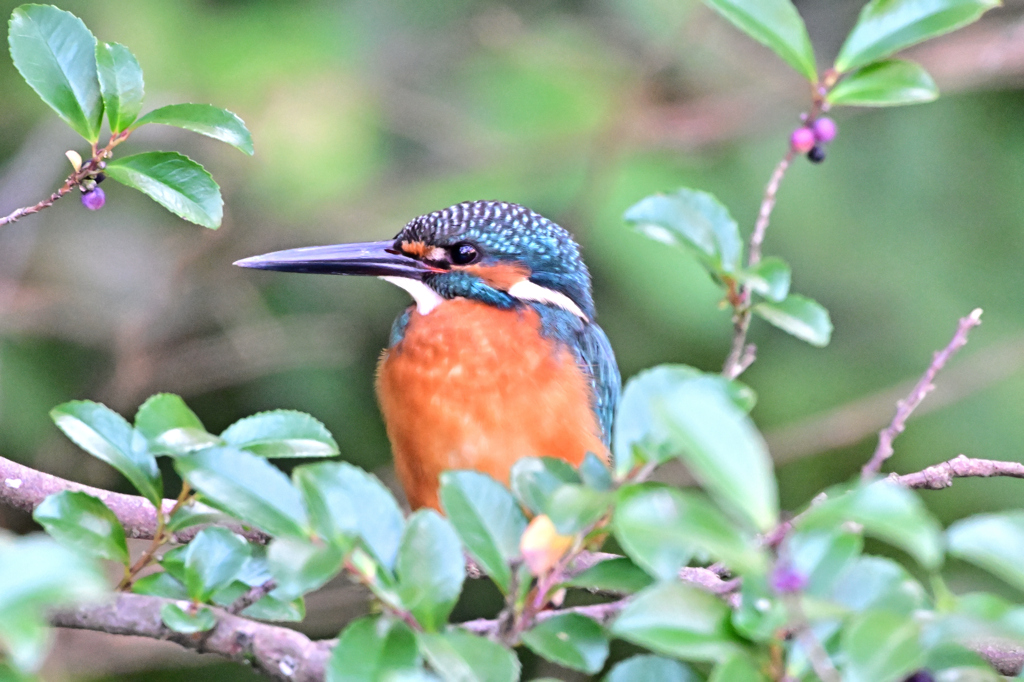 2025-2026翡翠散策_37