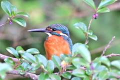 2025-2026翡翠散策_37