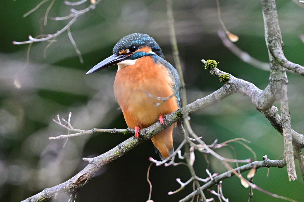 2025-2026翡翠散策_67