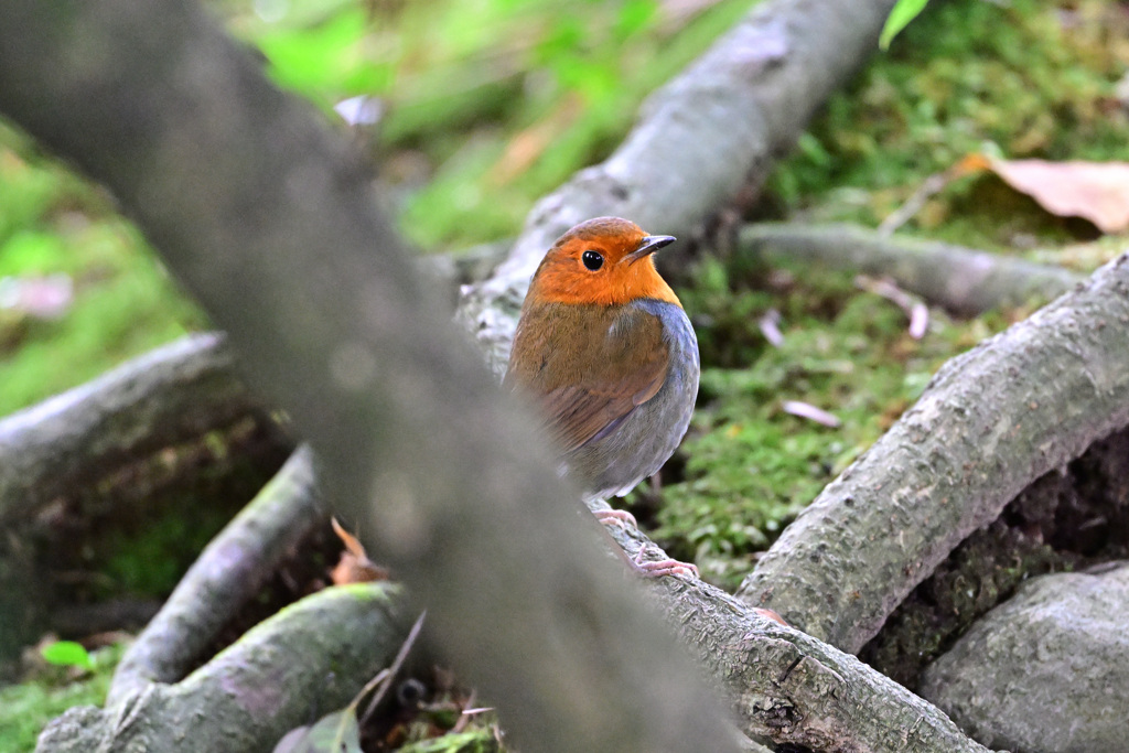 秋の渡りもラスト、また来年待ってます_04