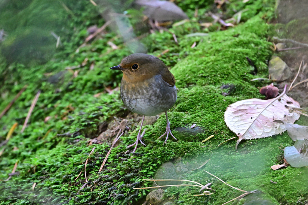 駒鳥、そうコマドリさん_02