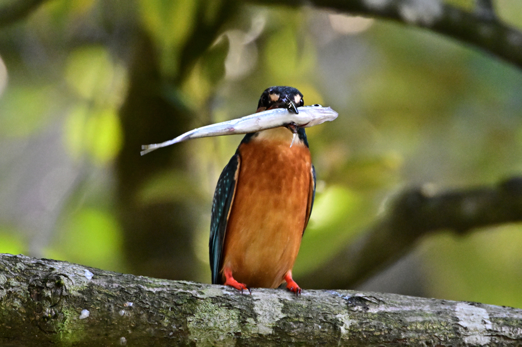 捕ったぞ～！_02