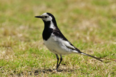 小松空港近くで会える野鳥達（６）
