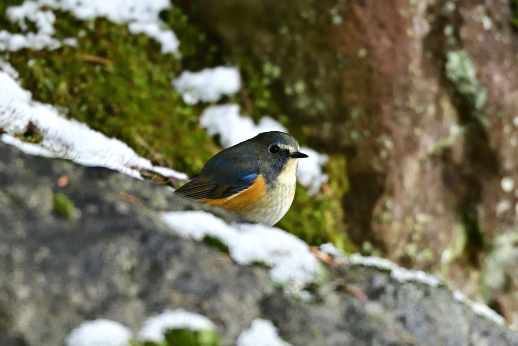 ルリビタキとの出会い（♂）_04