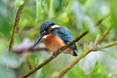 2025-2026翡翠散策_117