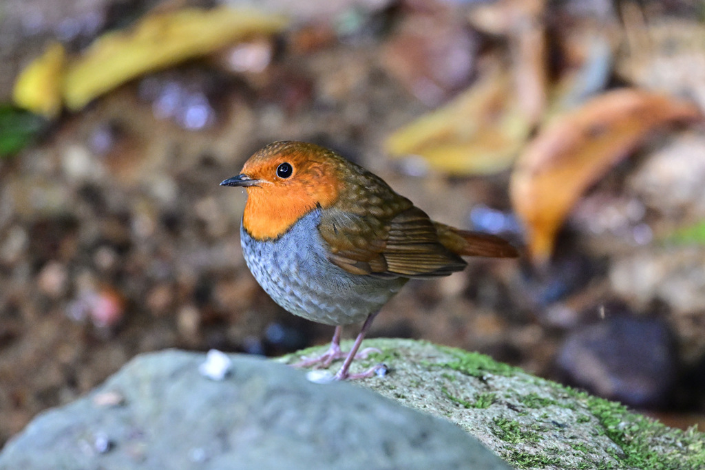 駒鳥、そうコマドリさん_11