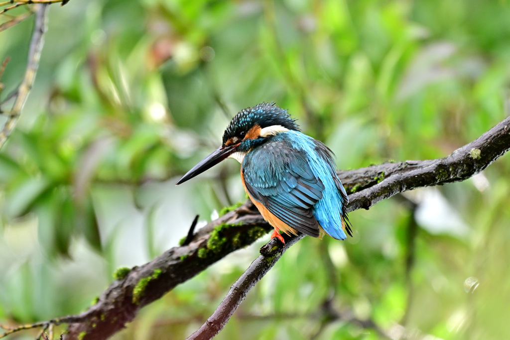 2025-2026翡翠散策_116